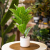 Lime Vein Ficus – Faux Plant in Matte White Pot