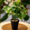 Artificial Philodendron Plant in Black Pot