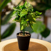 Artificial Pothos Plant in Black Pot