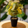 Faux Autumn Maple Leaf Plant in Black Pot