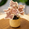 Artificial Ivy Leaf Plant in Rustic Yellow Pot