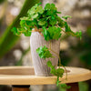 Artificial Trailing Clover Plant in Textured Ceramic Pot