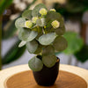 Artificial Peperomia Plant