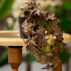 Artificial Hanging Ivy Plant