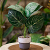 Artificial Caladium Plant in Modern Two-Tone Pot