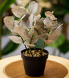 Artificial Eucalyptus Plant