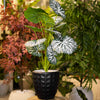 Artificial Caladium Plant in Textured Black Pot