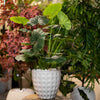 Artificial Elephant Ear Plant in White Textured Pot