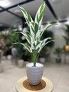Artificial White-Edged Calathea in Geometric Pot