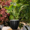 Artificial Calathea Plant in Textured Black Pot