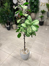 Artificial Variegated Ficus Tree in White Pot