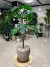 Artificial Monstera Deliciosa in Beige Textured Pot