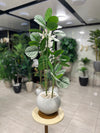 Calathea Artificial Plant in Elegant White Pot