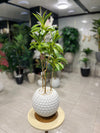 Variegated Dracaena Artificial Plant in White Textured Pot