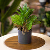Tropical Artificial Monstera Adansonii in Black Ceramic Pot