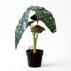 Artificial Polka Dot Begonia Plant