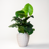 Monstera Deliciosa