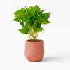 Artificial Green Leaf Plant in Terracotta Pot