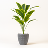 Artificial Calathea Plant in Geometric Gray Pot