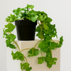 Artificial Hanging Ivy Plant