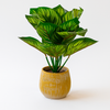 Artificial Calathea Plant
