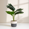 Striped Calathea – Artificial Decorative Plant in Two-Tone Pot