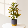 Elegant Faux Rubber Plant in Gray & Gold Planter