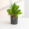 Tropical Artificial Monstera Adansonii in Black Ceramic Pot