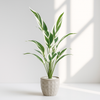 Artificial White-Edged Calathea in Geometric Pot