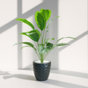 Artificial Green Caladium in Black Textured Pot