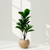 Artificial Fiddle Leaf Fig in Textured Beige Pot
