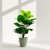 Artificial Alocasia Plant in Geometric Pot