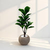 Artificial Fiddle Leaf Fig Plant in Round Pot