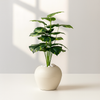 Artificial Calathea Plant in Round White Pot