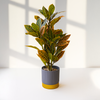 Faux Croton Plant in Modern Gray & Gold Pot