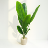 Tropical Paradise Artificial Banana Plant
