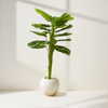Tropical Philodendron Artificial Plant in White Textured Pot