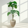 Artificial Monstera Deliciosa in Beige Textured Pot