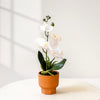 Elegant White Orchid – Artificial Flower in Terracotta Pot