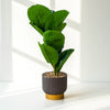 Modern Faux Fiddle Leaf Plant in Gray & Gold Pot