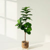 Artificial Fiddle Leaf Plant in Woven Basket Pot