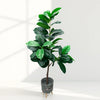 Artificial Rubber Tree in Black Woven Pot