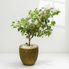 White Blossom Faux Tree in Olive Pot
