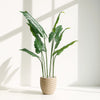 Tropical Grace Faux Bird of Paradise