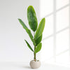 Tall Tropical Banana Leaf Artificial Plant in Cream Ribbed Pot