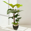 Artificial Alocasia Plant in Decorative Black Pot