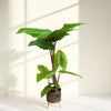 Tropical Elephant Ear Artificial Plant in Woven Pot