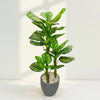 Tropical Calathea Artificial Plant – Green Elegance