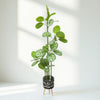 Green Harmony Artificial Pilea Plant