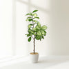 Artificial Variegated Ficus Tree in White Pot